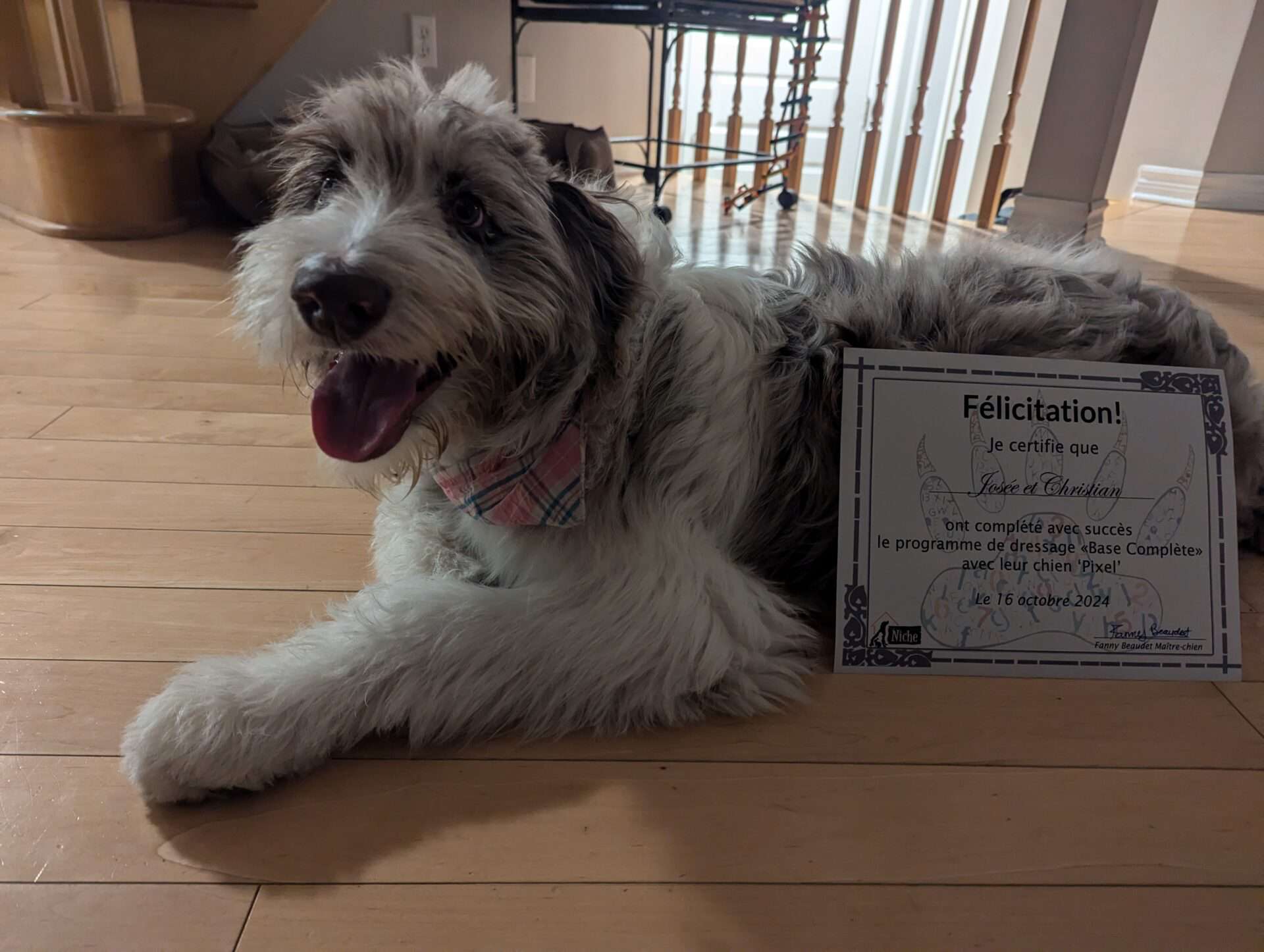 Un chien étendu sur le plancher avec son certificat de dressage.