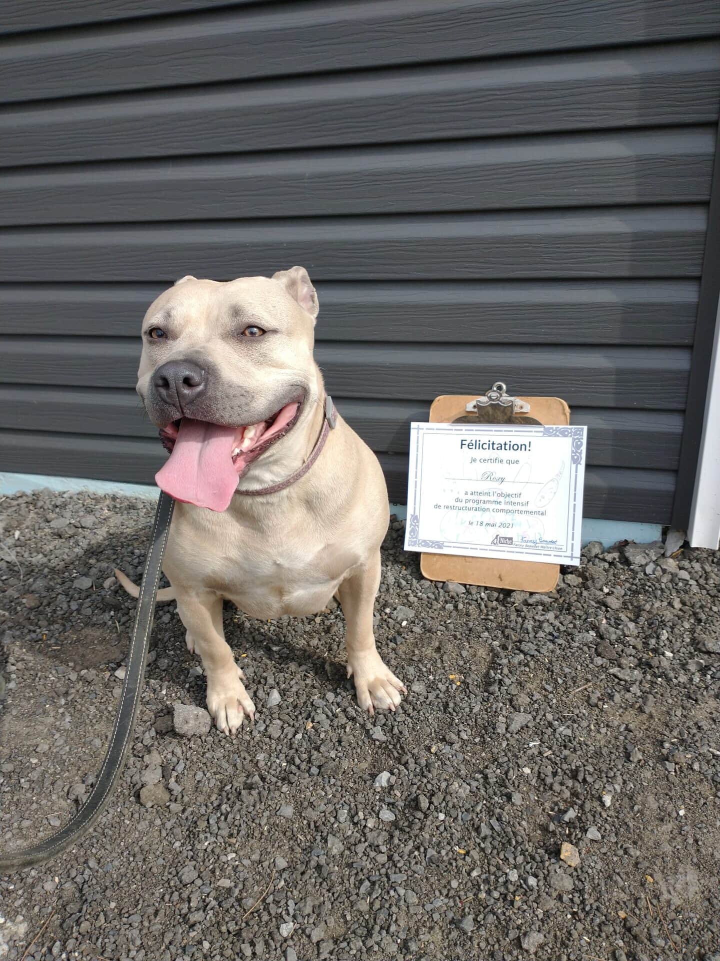 Un chien assis par terre avec son certificat de dressage canin.