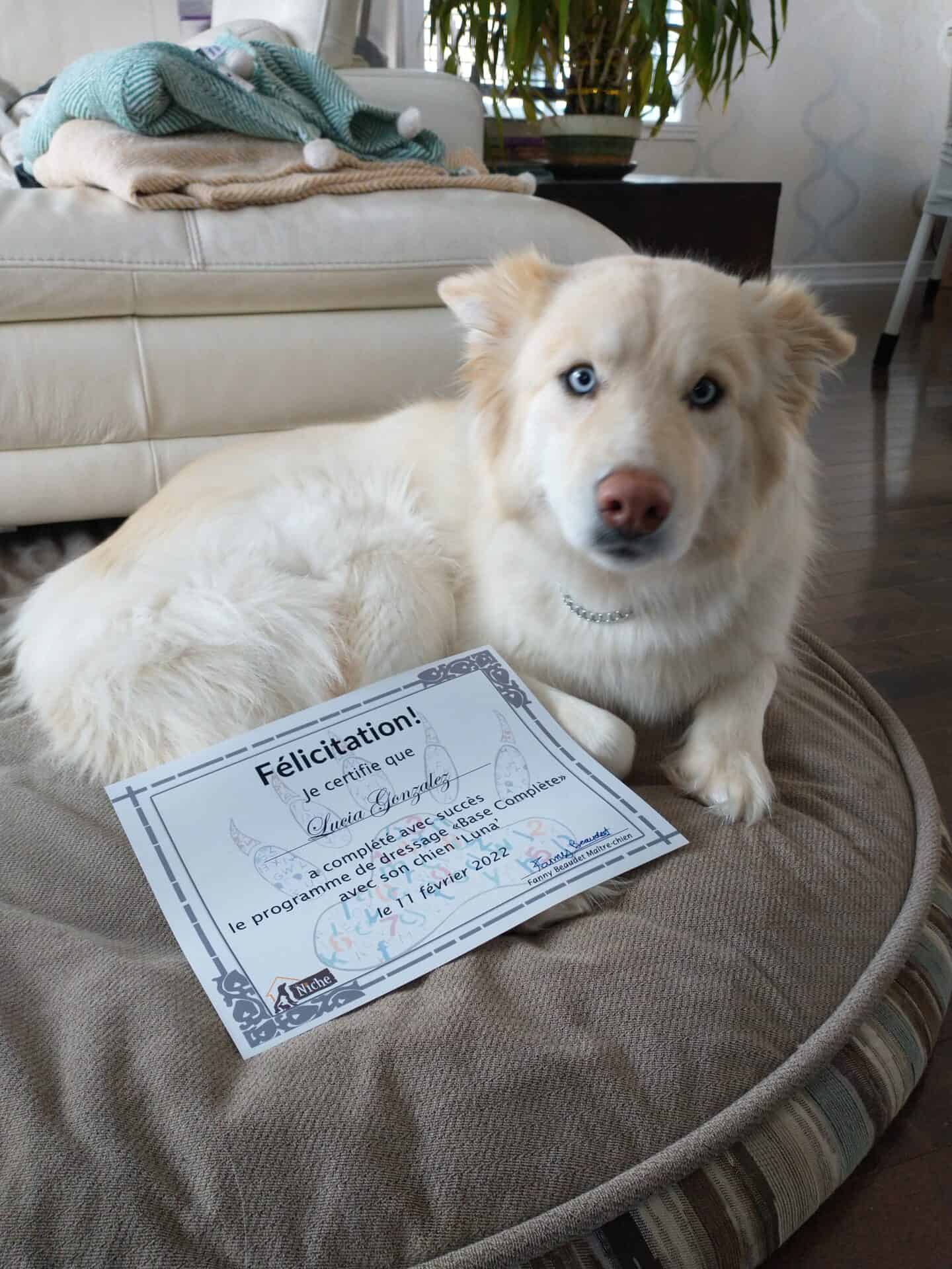 Un chien couché dans son lit avec un certificat d'éducation canine.