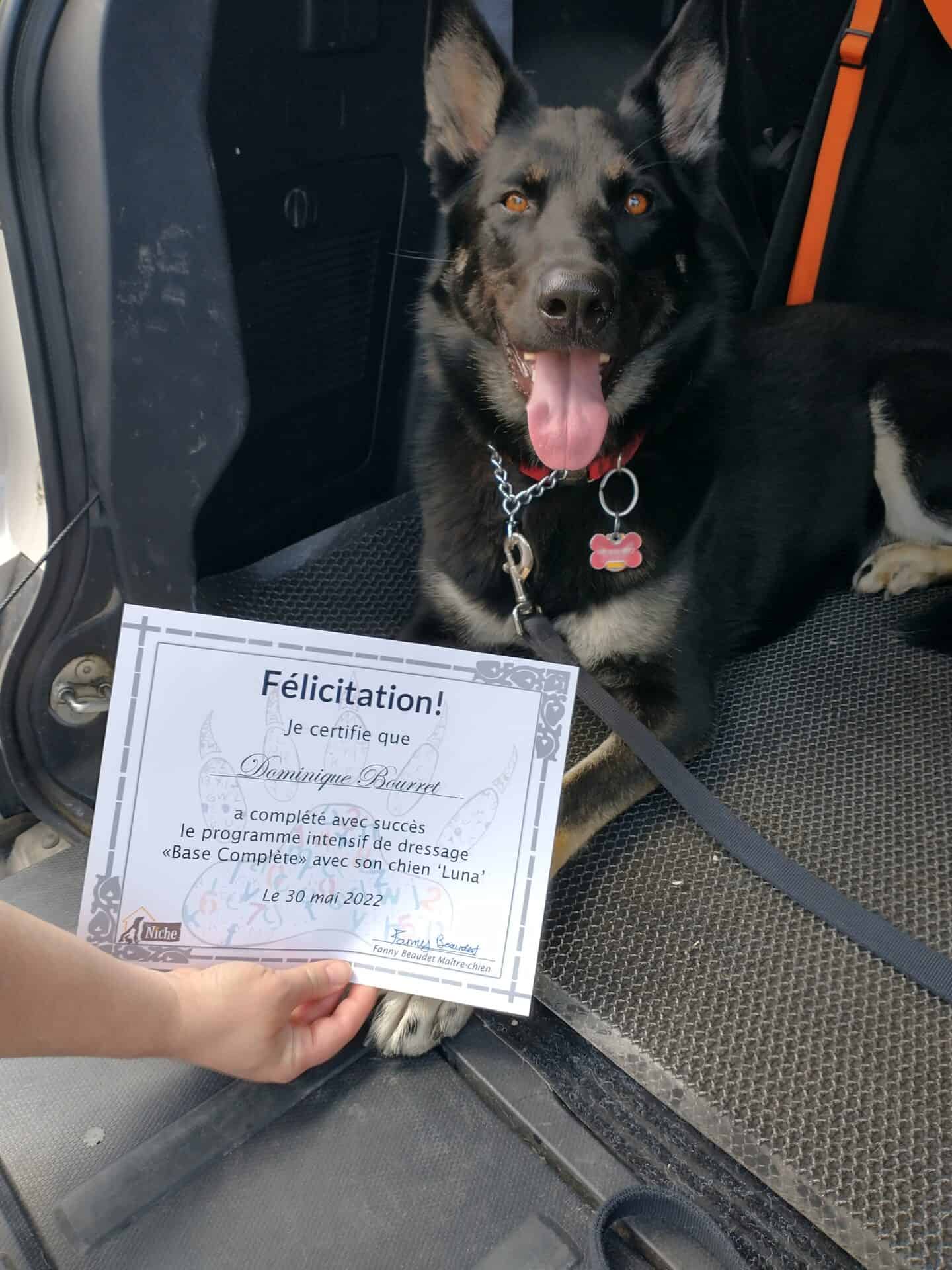 Chien couché dans la valise d'une voiture avec la main de son maître qui tiens un certificat de dressage canin.