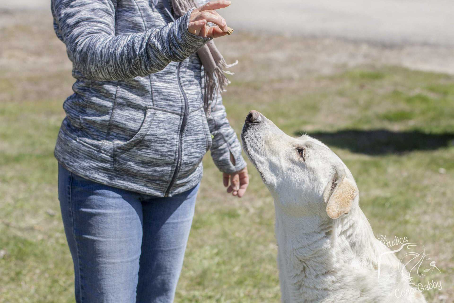 Chien qui se fait guider par un humain qui tient une gâterie. Le chien regarde attentivement la main du maître, représentant le dressage canin à domicile et évaluation de comportement.