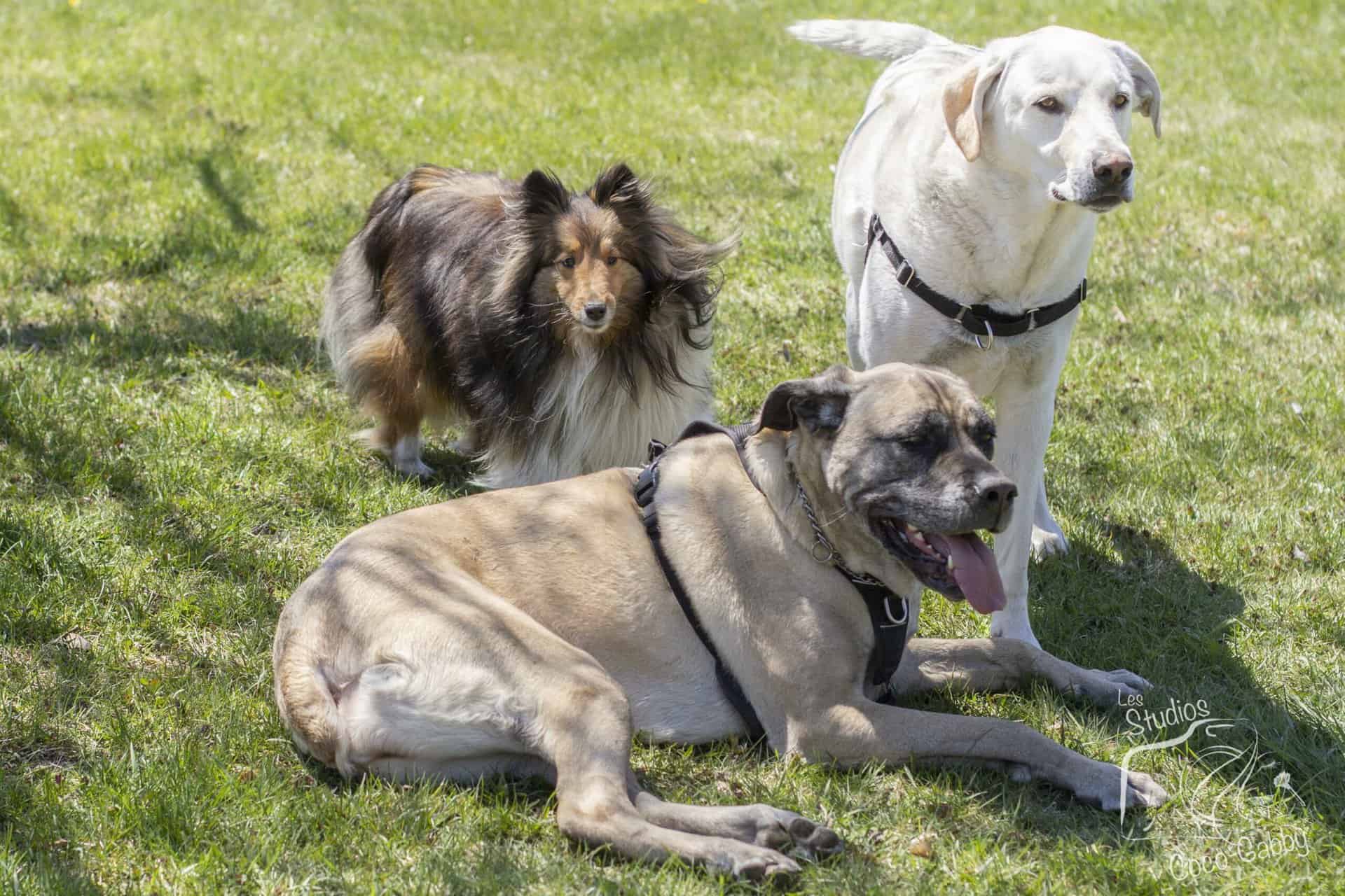 Trois chiens qui socialisent sur l'herbe.
