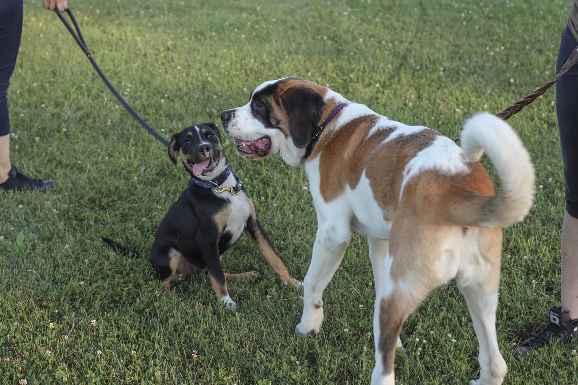 Deux chiens en laisse en train de socialiser.